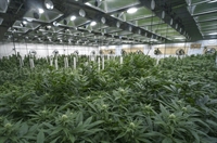 midwest cannabis cultivation processing - 1