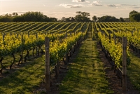 award-winning napa valley winery - 1