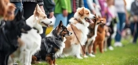 franchise dog training - 1
