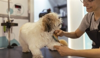 mobile pet grooming business - 1