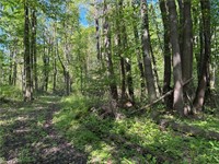 secluded wooded land north - 3
