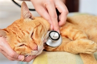 feline-only veterinary practice virginia - 1