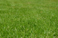 established profitable lawn fertilization - 1