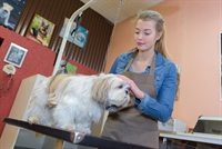 established pet grooming business - 1