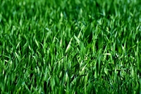 high end synthetic turf - 1