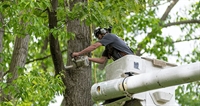 busy local tree service - 1