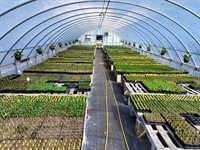 usda organic-certified wholesale nursery - 1