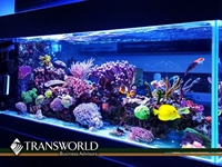 established 1986 aquarium designer - 1