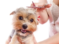 profitable absentee mobile pet - 1