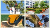 commercial residential tree service - 1