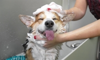fully equipped dog grooming - 1