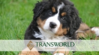 thriving dog boarding facility - 1