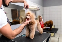 180 5-star reviews pet - 1