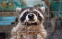 wildlife pest control franchise - 1