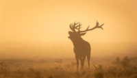 hunting fishing retail opportunity - 1
