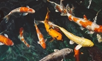unique agricultural opportunity koi - 1