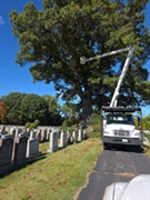 tree landscape service - 1