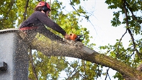reliable local tree service - 1