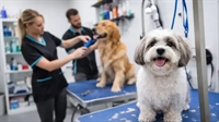 well-established pet grooming business - 1
