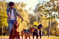 established recurring revenue dog - 1