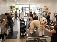 pet-grooming boutique recurring-clients semi-absentee - 1