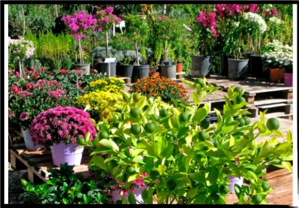 Established Living Business With Growth Potential