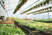 established retail garden center - 1