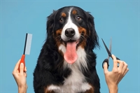 dog groomer boarding kitsap - 1