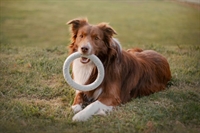 established business growing pet - 1
