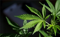 turn key cannabis dispensary - 1