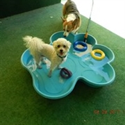 doggie daycare boarding lax - 3