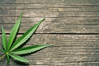 indoor outdoor cannabis grow - 1