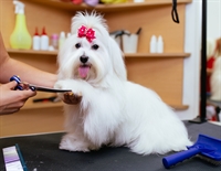 well-established dog grooming cage-free - 1