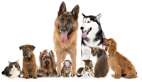 dog cat supplement business - 1