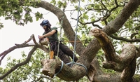 turnkey tree removal landscaping - 1