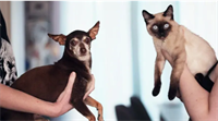 dog cat boarding doggie - 1