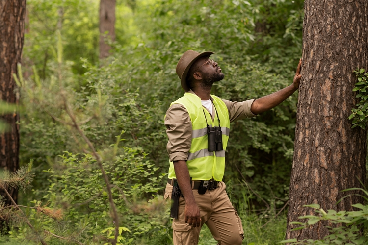 Tree Service Business