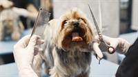 profitable established pet grooming - 1