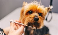 pet grooming salon recurring - 1