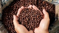 specialty coffee roaster manufacturer - 1
