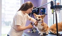 established pet-care business dog - 1