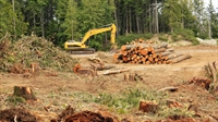 land clearing tree service - 1