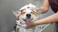 profitable turnkey dog grooming - 1