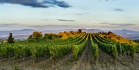 prestigious winery tuscany - 2