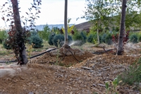 income-producing tree farm home - 3