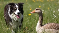 work for yourself-outdoors goose - 1