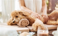 high-end pet grooming 375k - 1