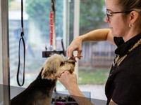 well-established pet grooming salon - 1