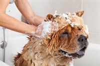 move dog grooming spa - 1