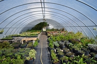 usda organic-certified wholesale nursery - 2